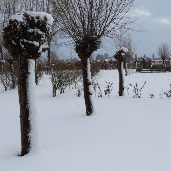Camping DenTiel in de Sneeuw 1